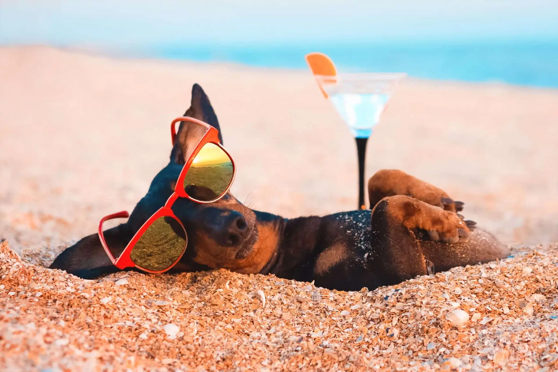 vacay dog