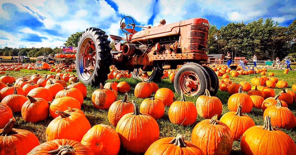Pumpkin Picking in Poconos
